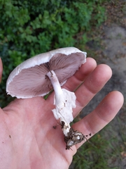 Agaricus pocillator