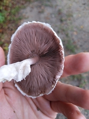 Agaricus pocillator