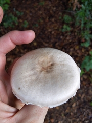 Agaricus pocillator
