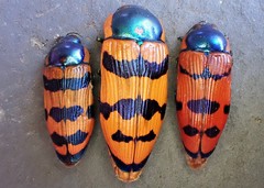 Calotemognatha yarelli