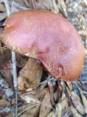 Butyriboletus floridanus image