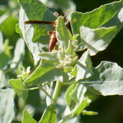 Polistes arizonensis