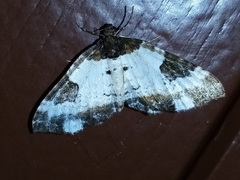 Melanthia procellata