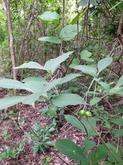 Tabernaemontana hannae