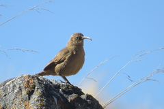 Upucerthia validirostris