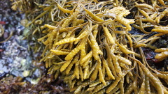 Pelvetia canaliculata