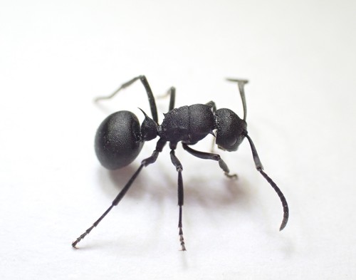 Polyrhachis arnoldi