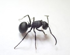 Polyrhachis viscosa