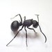 Polyrhachis arnoldi - Photo (c) Brendan O'Loughlin, some rights reserved (CC BY-NC), uploaded by Brendan O'Loughlin