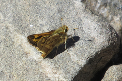 Hylephila ancora
