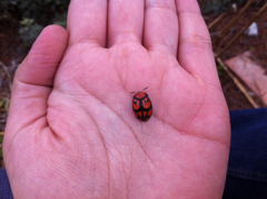 Ogdoecosta biannularis