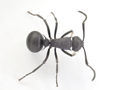 Polyrhachis viscosa