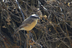 Ochthoeca oenanthoides