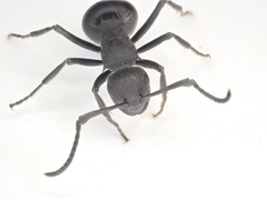 Polyrhachis viscosa