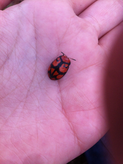 Ogdoecosta biannularis