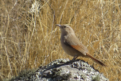 Phacellodomus striaticeps