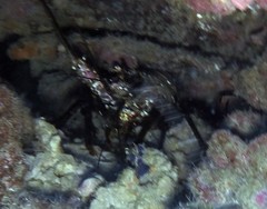 Panulirus marginatus