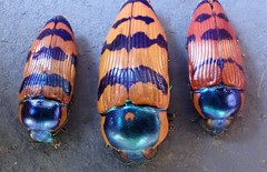 Calotemognatha yarelli
