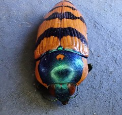 Calotemognatha yarelli