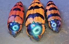 Calotemognatha yarelli