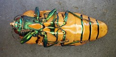 Calotemognatha yarelli