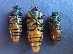 Calotemognatha yarelli