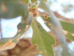 Andricus pedicellatus