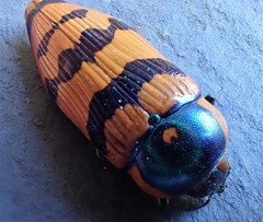 Calotemognatha yarelli