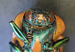 Calotemognatha yarelli