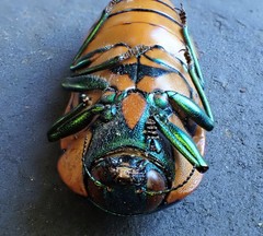 Calotemognatha yarelli