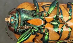 Calotemognatha yarelli