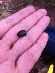 Ogdoecosta biannularis