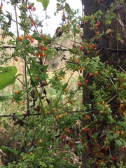 Galium hypocarpium