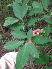 Tabernaemontana hannae