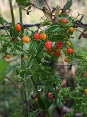 Galium hypocarpium
