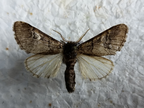 chochlatka dubinová (Drymonia querna)