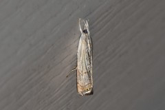 Parapediasia decorellus