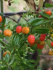 Galium hypocarpium