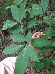 Tabernaemontana hannae