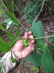 Tabernaemontana hannae