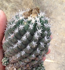 Coryphantha salinensis