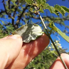 Funastrum pannosum