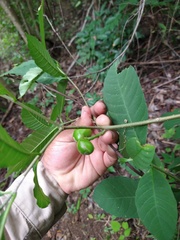 Tabernaemontana hannae