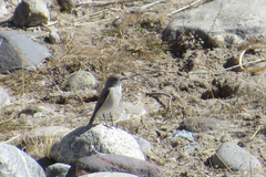 Muscisaxicola rufivertex