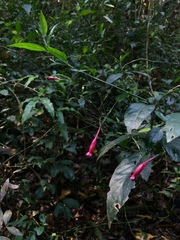 Ruellia angustiflora