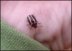 Calligrapha bidenticola