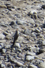 Muscisaxicola rufivertex