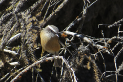 Ochthoeca oenanthoides