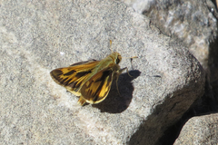 Hylephila ancora