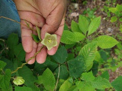 Dictyanthus asper